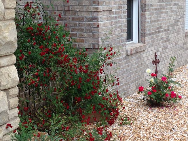 Roses At
                  Home