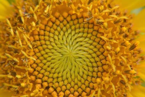 Sunflower Close-up