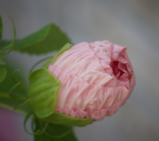 Hibiscus
                  Bud