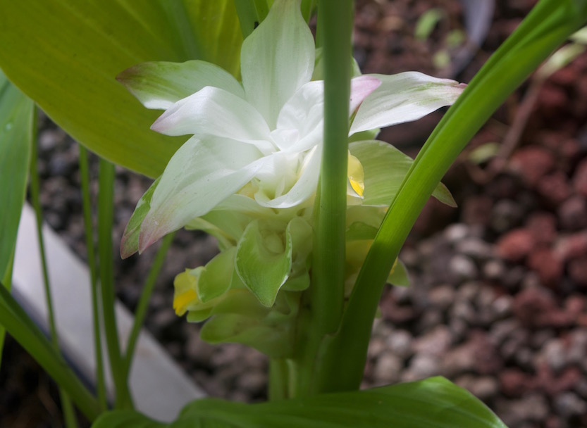 Turmeric
                Bloom