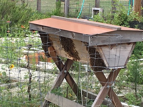 Bearding
                Bees