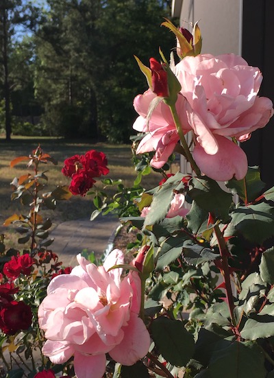 COming Up
                Roses