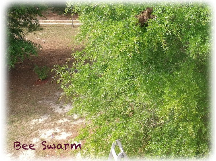 Bee_swarm