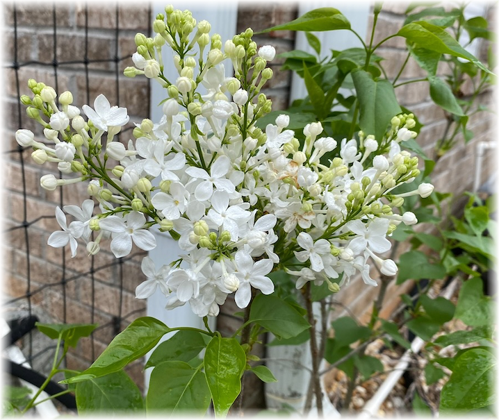 Lilacs